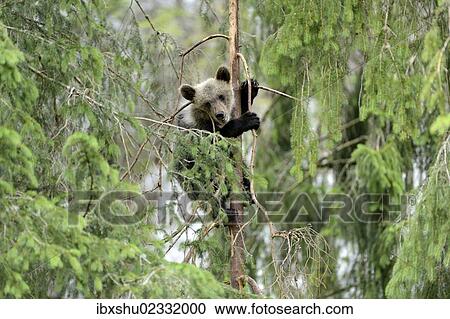 Stock Image - "Young European Brown Bear (Ursus arctos arctos), climbing a pine tree, Jura, Switzerland, Europe". Fotosearch
