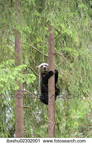 "Young European Brown Bear (Ursus arctos arctos), climbing a pine tree, Jura, Switzerland, Europe" View Large Photo Image Stock Image - "Young European Brown Bear (Ursus arctos arctos), climbing a pine tree, Jura, Switzerland, Europe". Fotosearch