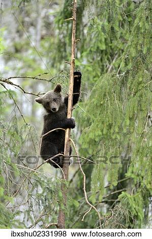 Stock Photo - "Young European Brown Bear (Ursus arctos arctos), climbing a pine tree, Jura, Switzerland, Europe". Fotosearch