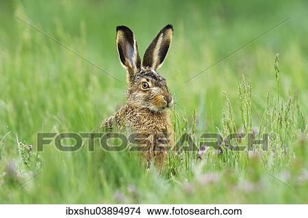 Picture - "Young European Hare or Brown Hare (Lepus europaeus), in tall grass, Burgenland, Austria, Europe". Fotosearch