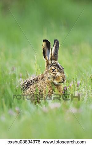 Stock Photograph - "Young European Hare or Brown Hare (Lepus europaeus), feeding, Burgenland, Austria, Europe". Fotosearch