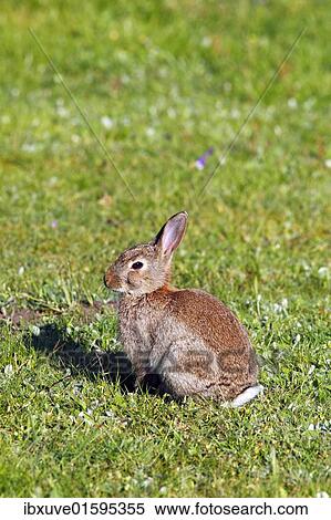 Young European Rabbit (Oryctolagus cuniculus) View Large Photo Image Stock Photography - Young European Rabbit (Oryctolagus cuniculus). Fotosearch