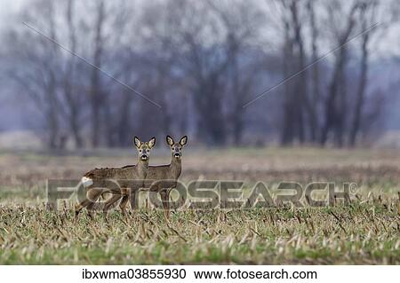 "Young European Roe Deer (Capreolus capreolus), Lower Saxony, Germany, Europe" View Large Photo Image Stock Image - "Young European Roe Deer (Capreolus capreolus), Lower Saxony, Germany, Europe". Fotosearch