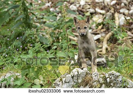 Stock Photograph - "Young European Wolf (Canis lupus lupus), standing on a rock, Jura, Switzerland, Europe". Fotosearch
