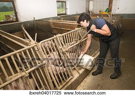 "Young farmer feeding pigs, Sprenger family farm, Schwaz District, Tyrol Family, Austria, Europe" View Large Photo Image Stock Photography - "Young farmer feeding pigs, Sprenger family farm, Schwaz District, Tyrol Family, Austria, Europe". Fotosearch