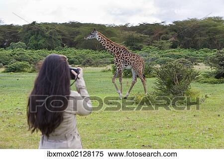 Stock Photography - "Young female photographer taking pictures of a Masai Giraffe (Giraffa camelopardalis tippelskirchi), Lake Naivasha, Kenya, East Africa, Africa, PublicGround, Africa". Fotosearch