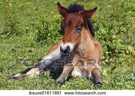 "Young foal, Icelandic Horse, Icelandic Pony (Equus przewalskii f. caballus)" View Large Photo Image Stock Image - "Young foal, Icelandic Horse, Icelandic Pony (Equus przewalskii f. caballus)". Fotosearch