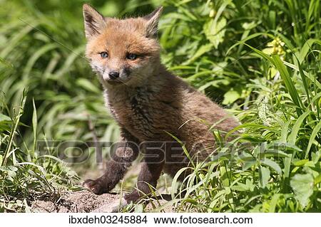 "Young fox (Vulpes vulpes), pup, six weeks, in front of the den, Allgau, Bavaria, Germany, Europe" View Large Photo Image Picture - "Young fox (Vulpes vulpes), pup, six weeks, in front of the den, Allgau, Bavaria, Germany, Europe". Fotosearch