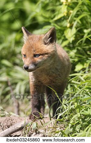"Young fox (Vulpes vulpes), pup, six weeks, Allgau, Bavaria, Germany, Europe" View Large Photo Image Stock Image - "Young fox (Vulpes vulpes), pup, six weeks, Allgau, Bavaria, Germany, Europe". Fotosearch