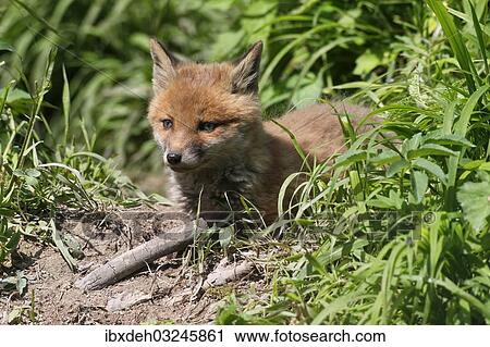 "Young fox (Vulpes vulpes), pup, six weeks, in front of the den, Allgau, Bavaria, Germany, Europe" View Large Photo Image Stock Image - "Young fox (Vulpes vulpes), pup, six weeks, in front of the den, Allgau, Bavaria, Germany, Europe". Fotosearch