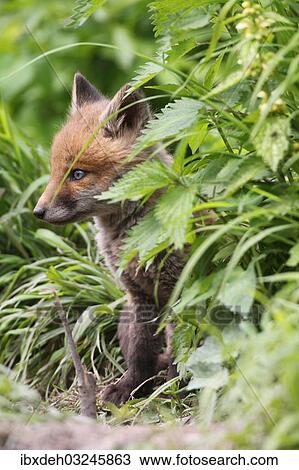 "Young fox (Vulpes vulpes), pup, six weeks, in front of the den, Allgauer Alpen, Bavaria, Germany, Europe" View Large Photo Image Stock Image - "Young fox (Vulpes vulpes), pup, six weeks, in front of the den, Allgauer Alpen, Bavaria, Germany, Europe". Fotosearch