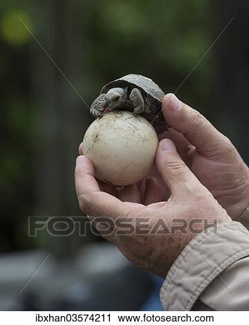 "Young Galapagos Giant Tortoise (Chelonoidis nigra) on an egg, Isabela Island, Galapagos Islands, Ecuador, South America" View Large Photo Image Stock Image - "Young Galapagos Giant Tortoise (Chelonoidis nigra) on an egg, Isabela Island, Galapagos Islands, Ecuador, South America". Fotosearch