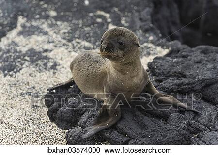 Stock Image - "Young Galapagos Sea Lion (Zalophus wollebaeki), pup, Fernandina Island, Galapagos Islands, Ecuador, South America". Fotosearch