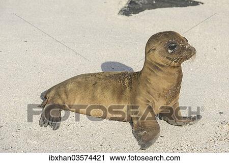 "Young Galapagos Sea Lion (Zalophus wollebaeki), pup, Espanola Island, Galapagos Islands, Ecuador, South America" View Large Photo Image Stock Image - "Young Galapagos Sea Lion (Zalophus wollebaeki), pup, Espanola Island, Galapagos Islands, Ecuador, South America". Fotosearch