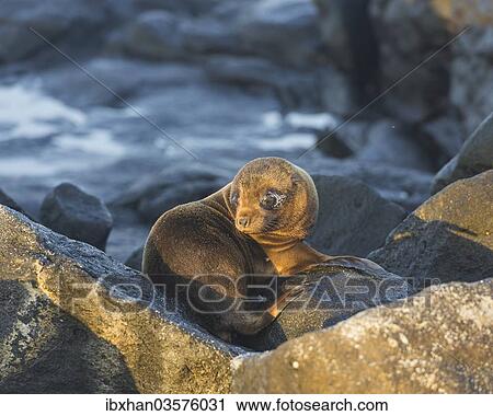 "Young Galapagos Sea Lion (Zalophus wollebaeki), pup, Mosquera Island, Galapagos Islands, Ecuador, South America" View Large Photo Image Stock Image - "Young Galapagos Sea Lion (Zalophus wollebaeki), pup, Mosquera Island, Galapagos Islands, Ecuador, South America". Fotosearch