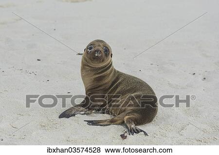 "Young Galapagos Sea Lion (Zalophus wollebaeki), pup, Espanola Island, Galapagos Islands, Ecuador, South America" View Large Photo Image Stock Photo - "Young Galapagos Sea Lion (Zalophus wollebaeki), pup, Espanola Island, Galapagos Islands, Ecuador, South America". Fotosearch