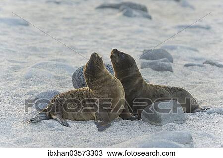 "Young Galapagos Sea Lions (Zalophus wollebaeki), pups, Seymour Norte Island, Galapagos Islands, Ecuador, South America" View Large Photo Image Stock Image - "Young Galapagos Sea Lions (Zalophus wollebaeki), pups, Seymour Norte Island, Galapagos Islands, Ecuador, South America". Fotosearch