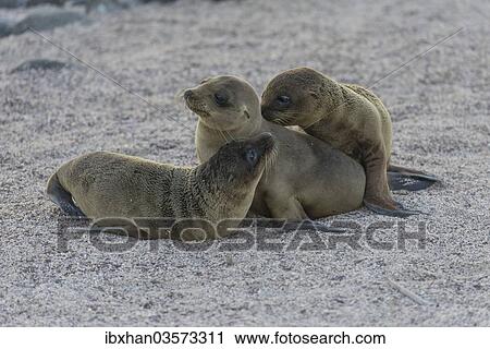 "Young Galapagos Sea Lions (Zalophus wollebaeki), pups, Seymour Norte Island, Galapagos Islands, Ecuador, South America" View Large Photo Image Stock Image - "Young Galapagos Sea Lions (Zalophus wollebaeki), pups, Seymour Norte Island, Galapagos Islands, Ecuador, South America". Fotosearch