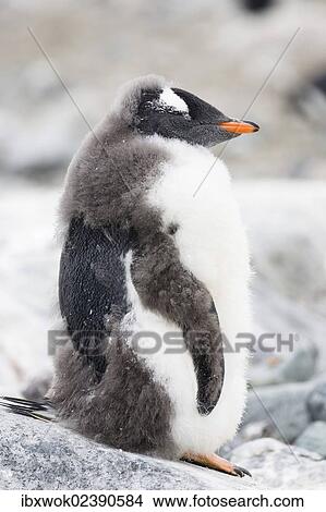 "Young Gentoo Penguin (Pygoscelis papua), moulting, Antarctic Peninsula, Antarctica" View Large Photo Image Picture - "Young Gentoo Penguin (Pygoscelis papua), moulting, Antarctic Peninsula, Antarctica". Fotosearch