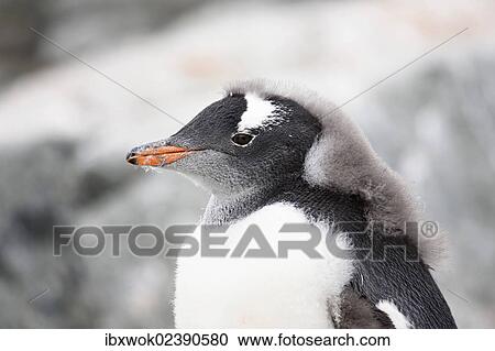 "Young Gentoo Penguin (Pygoscelis papua), moulting, portrait, Antarctic Peninsula, Antarctica" View Large Photo Image Stock Image - "Young Gentoo Penguin (Pygoscelis papua), moulting, portrait, Antarctic Peninsula, Antarctica". Fotosearch