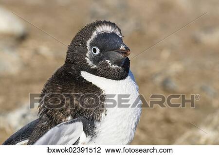 Stock Image - "Young Gentoo Penguin (Pygoscelis papua), moulting, Antarctic Peninsula, Antarctica". Fotosearch