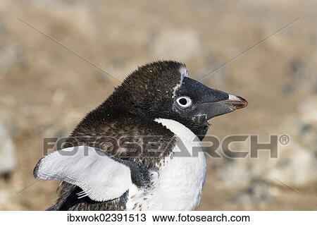 "Young Gentoo Penguin (Pygoscelis papua), moulting, Antarctic Peninsula, Antarctica" View Large Photo Image Stock Image - "Young Gentoo Penguin (Pygoscelis papua), moulting, Antarctic Peninsula, Antarctica". Fotosearch