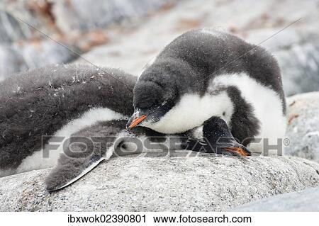 "Young Gentoo Penguins (Pygoscelis papua), sleeping, Antarctic Peninsula, Antarctica" View Large Photo Image Stock Image - "Young Gentoo Penguins (Pygoscelis papua), sleeping, Antarctic Peninsula, Antarctica". Fotosearch