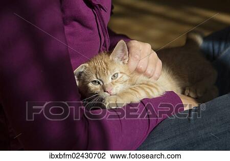 "Young ginger tabby domestic cat, kitten, being cuddled" View Large Photo Image Stock Image - "Young ginger tabby domestic cat, kitten, being cuddled". Fotosearch