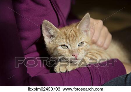"Young ginger tabby domestic cat, kitten, being cuddled" View Large Photo Image Stock Image - "Young ginger tabby domestic cat, kitten, being cuddled". Fotosearch