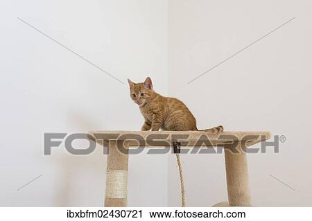 "Young ginger tabby domestic cat, kitten, on a scratching post" View Large Photo Image Stock Image - "Young ginger tabby domestic cat, kitten, on a scratching post". Fotosearch