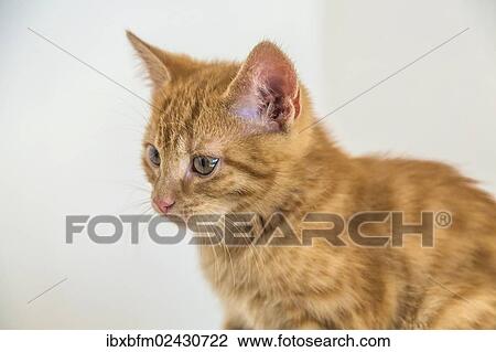 "Young ginger tabby domestic cat, kitten" View Large Photo Image Stock Image - "Young ginger tabby domestic cat, kitten". Fotosearch