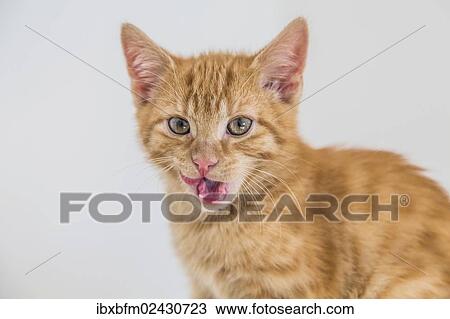 "Young ginger tabby domestic cat, kitten" View Large Photo Image Stock Image - "Young ginger tabby domestic cat, kitten". Fotosearch