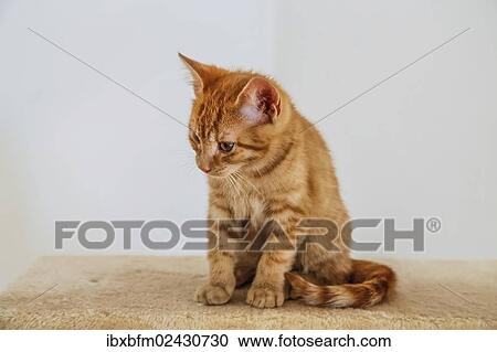 "Young ginger tabby domestic cat, kitten, sitting on a scratching post" View Large Photo Image Stock Image - "Young ginger tabby domestic cat, kitten, sitting on a scratching post". Fotosearch