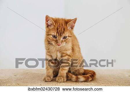 "Young ginger tabby domestic cat, kitten, sitting on a scratching post" View Large Photo Image Stock Photo - "Young ginger tabby domestic cat, kitten, sitting on a scratching post". Fotosearch