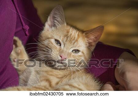 Stock Photography - "Young ginger tabby domestic cat, kitten, being cuddled". Fotosearch