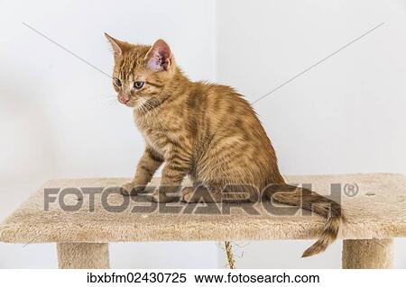 "Young ginger tabby domestic cat, kitten, sitting on a scratching post" View Large Photo Image Stock Photography - "Young ginger tabby domestic cat, kitten, sitting on a scratching post". Fotosearch