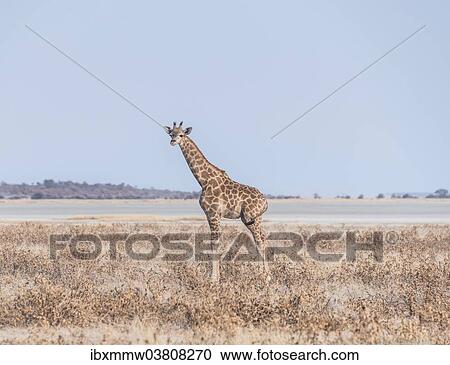 Stock Image - "Young Giraffe (Giraffa camelopardis) in the dry grasslands, in the back the Etosha Pan, Etosha National Park, Namibia, Africa". Fotosearch