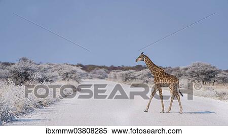 "Young Giraffe (Giraffa camelopardis) walking across the street, Etosha National Park, Namibia, Africa" View Large Photo Image Stock Photography - "Young Giraffe (Giraffa camelopardis) walking across the street, Etosha National Park, Namibia, Africa". Fotosearch