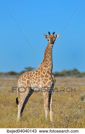 "Young Giraffe (Giraffa camelopardalis), standing in savanna, Etosha National Park, Namibia, Africa" View Large Photo Image Stock Image - "Young Giraffe (Giraffa camelopardalis), standing in savanna, Etosha National Park, Namibia, Africa". Fotosearch
