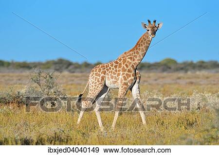 "Young Giraffe (Giraffa camelopardalis), standing in savanna, Etosha National Park, Namibia, Africa" View Large Photo Image Stock Photo - "Young Giraffe (Giraffa camelopardalis), standing in savanna, Etosha National Park, Namibia, Africa". Fotosearch