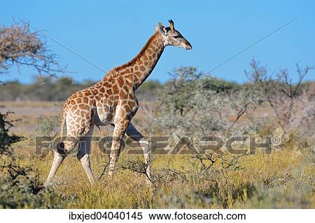 "Young Giraffe (Giraffa camelopardalis), walking in savanna, Etosha National Park, Namibia, Africa" View Large Photo Image Stock Photography - "Young Giraffe (Giraffa camelopardalis), walking in savanna, Etosha National Park, Namibia, Africa". Fotosearch