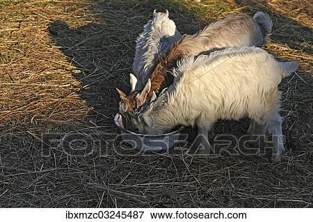"Young goatlings or kids feeding from a bowl, Rognitz, Mecklenburg-Western Pomerania, Germany, Europe" View Large Photo Image Stock Photo - "Young goatlings or kids feeding from a bowl, Rognitz, Mecklenburg-Western Pomerania, Germany, Europe". Fotosearch