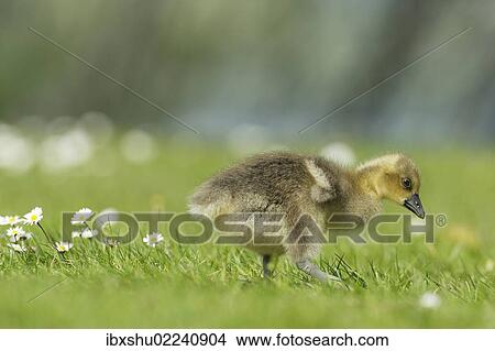 "Young graylag goose (Anser anser), gosling foraging, Zug, Switzerland, Europe" View Large Photo Image Picture - "Young graylag goose (Anser anser), gosling foraging, Zug, Switzerland, Europe". Fotosearch