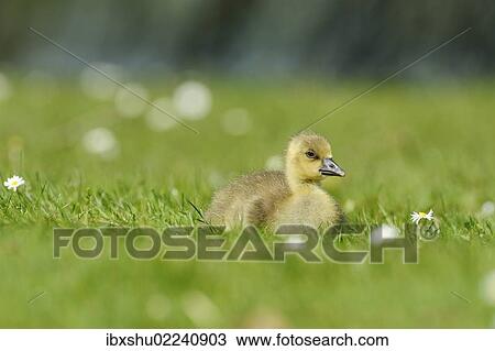 "Young graylag goose (Anser anser), gosling, resting, Zug, Switzerland, Europe" View Large Photo Image Stock Image - "Young graylag goose (Anser anser), gosling, resting, Zug, Switzerland, Europe". Fotosearch