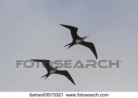 "Young Great Frigatebirds (Fregata minor) in flight, Isla Genovesa, Galapagos Islands" View Large Photo Image Stock Image - "Young Great Frigatebirds (Fregata minor) in flight, Isla Genovesa, Galapagos Islands". Fotosearch