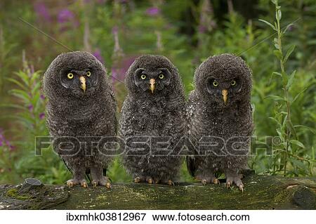 "Young Great Grey Owls (Strix nebulosa), Germany, Europe" View Large Photo Image Stock Photo - "Young Great Grey Owls (Strix nebulosa), Germany, Europe". Fotosearch