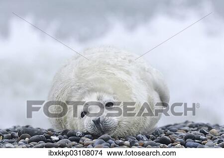 "Young Grey Seal (Halichoerus grypus) pup, on the beach, Dune island, Helgoland, Schleswig-Holstein, Germany, Europe" View Large Photo Image Picture - "Young Grey Seal (Halichoerus grypus) pup, on the beach, Dune island, Helgoland, Schleswig-Holstein, Germany, Europe". Fotosearch