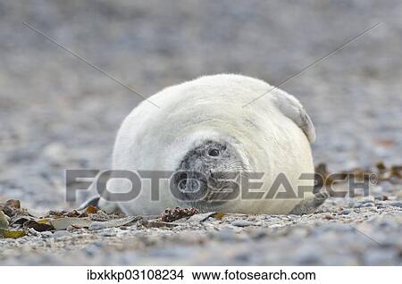 "Young Grey Seal (Halichoerus grypus) pup, on the beach, Dune island, Helgoland, Schleswig-Holstein, Germany, Europe" View Large Photo Image Picture - "Young Grey Seal (Halichoerus grypus) pup, on the beach, Dune island, Helgoland, Schleswig-Holstein, Germany, Europe". Fotosearch