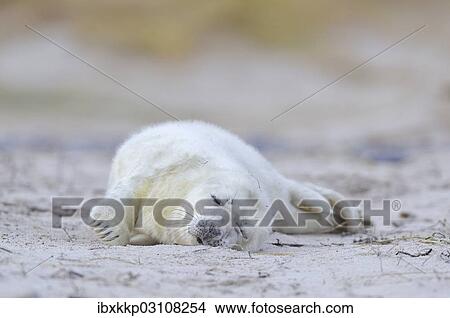 "Young Grey Seal (Halichoerus grypus) pup, on the beach, Dune island, Helgoland, Schleswig-Holstein, Germany, Europe" View Large Photo Image Picture - "Young Grey Seal (Halichoerus grypus) pup, on the beach, Dune island, Helgoland, Schleswig-Holstein, Germany, Europe". Fotosearch