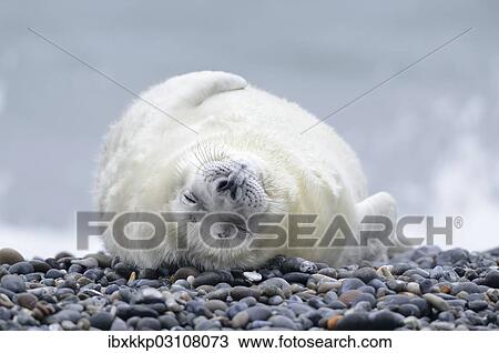 Stock Image - "Young Grey Seal (Halichoerus grypus) pup, on the beach, Dune island, Helgoland, Schleswig-Holstein, Germany, Europe". Fotosearch